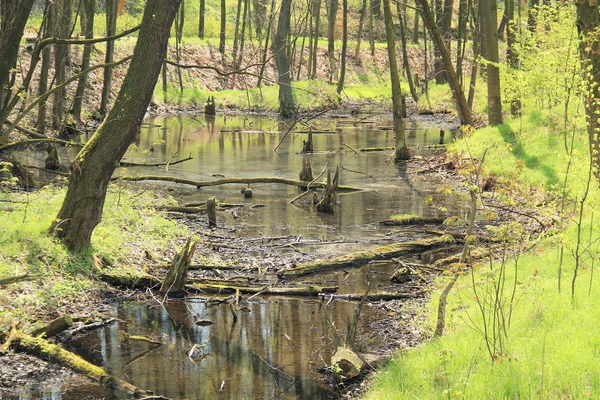 Auenwald Mit Einigen Umgestürzten Stämmen Und Morschen Baumresten Frühjahr — Stockfoto