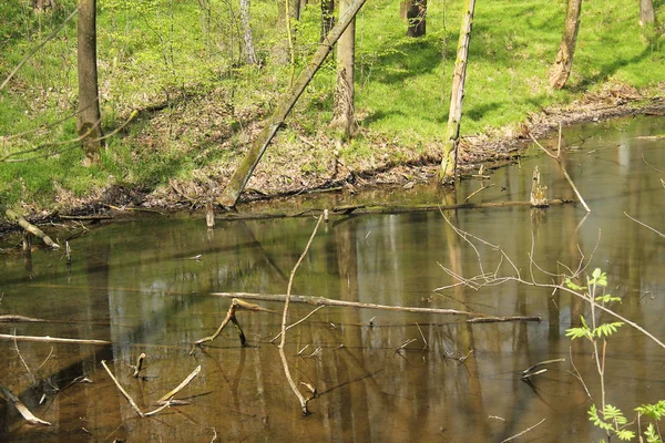 See Wald Mit Bäumen Ufer Frühling — Stockfoto