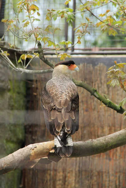 Southern Crested Caracara Polyborus Plancus Птичнике Зоопарке — стоковое фото