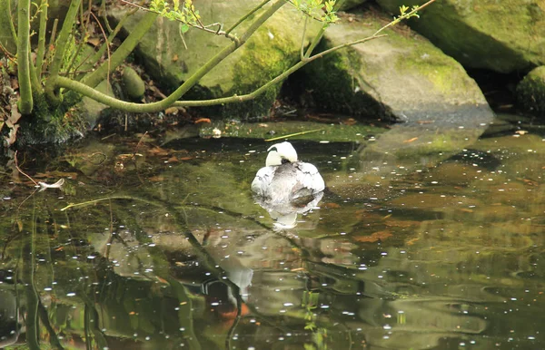 Bianco Striscio Maschio Dormire Sul Lago — Foto Stock