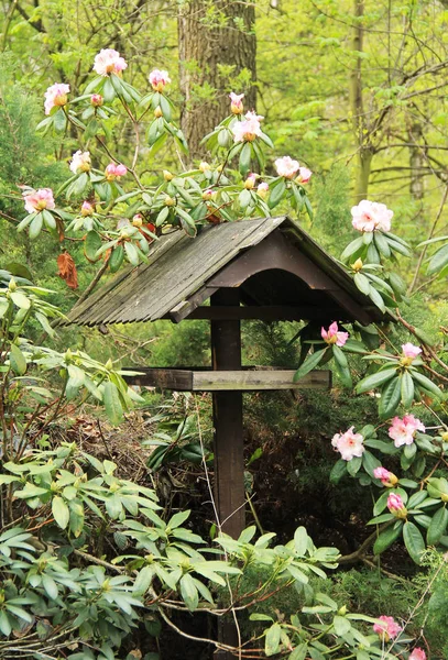 Alimentador Aves Madera Floreciente Arbusto Rododendro — Foto de Stock