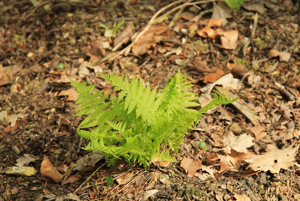 Bunch Fresh Green Leaves Fern — Stock Photo, Image