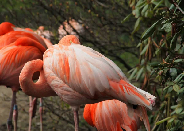 Kleurrijke Flamingo Staande Een Been Rust — Stockfoto