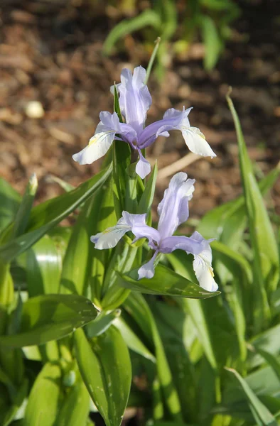 Chiudi Foto Iris Blu Fiore — Foto Stock