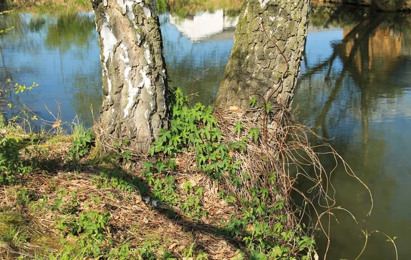 Zwei Birkenstämme Die Frühjahr Ufer Eines Teiches Wachsen — Stockfoto