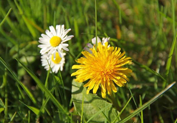 Pissenlit Jaune Vif Quelques Marguerites Blanches Printemps — Photo