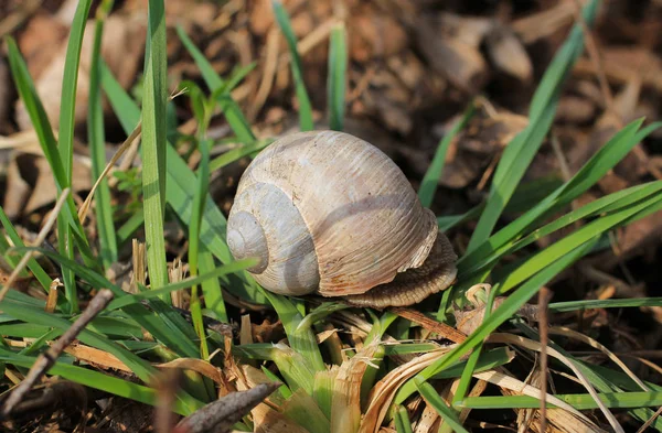 Close Photo Edible Snail Helix Pomatia — Stock Photo, Image