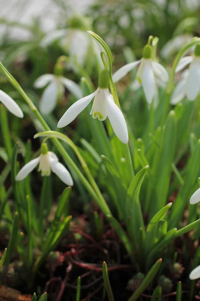 Sluit Foto Van Bos Van Bloeiende Sneeuwklokjes — Stockfoto