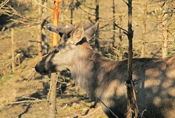 Portrait Deer Male Cervus Elaphus Shadows Forest — Stock Photo, Image