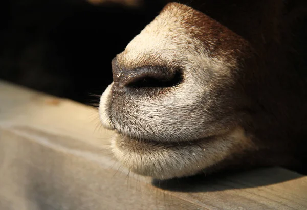 Close Photo Nose Mouflon Ovis Orientalis Planks Fence — Stock Photo, Image