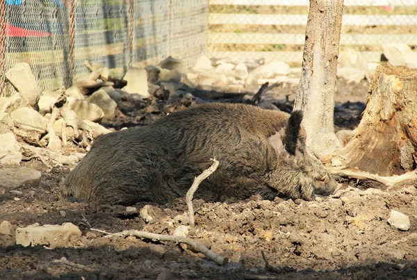 Großes Wildschwein Sus Scrofa Schläft Schlamm — Stockfoto