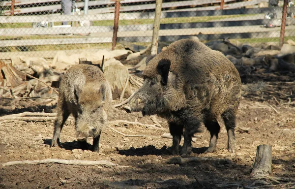 Два Кабана Sus Scrofa Доминирующий Самец Младший — стоковое фото