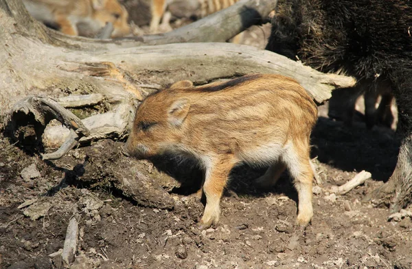 cute young wild pig (Sus scrofa) with stripes on its fur