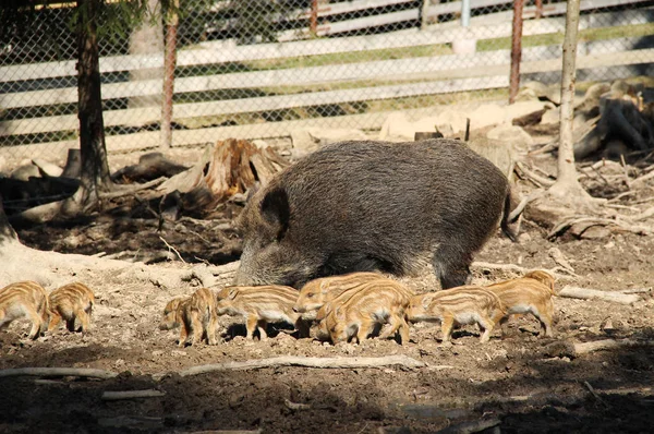 Gruppe Von Zehn Niedlichen Jungen Wildschweinen Sus Scrofa Mit Streifen — Stockfoto