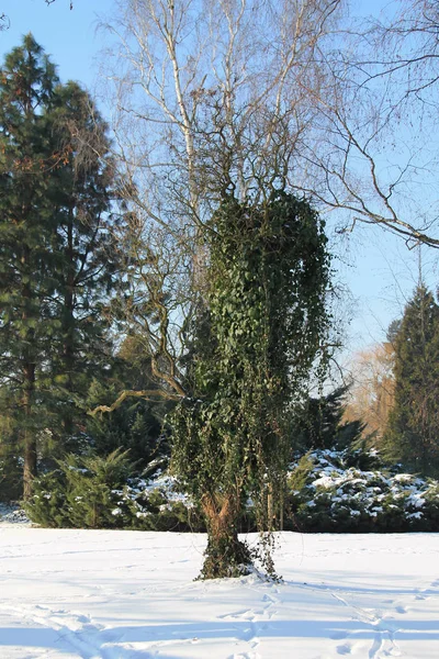 Árvore Parque Coberto Com Hera Verde Inverno — Fotografia de Stock