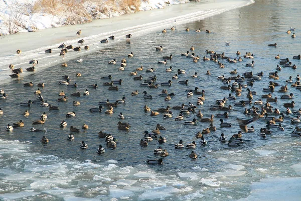 Viele Stockenten Winter Auf Dem Fluss — Stockfoto