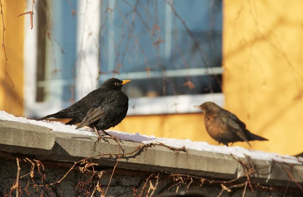 Merel Mannelijke Wazig Vrouw Achtergrond Zitten Muur Winter — Stockfoto