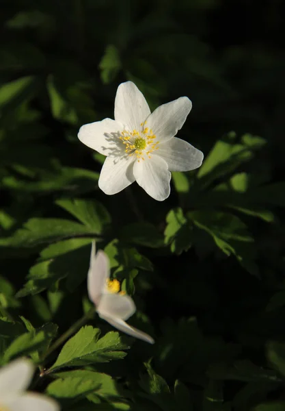 Close Photo Beautiful White Bloom Wood Anemone Contrast Dark Background — Stock Photo, Image