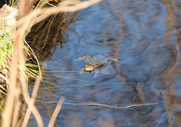 Звичайна Жаба Bufo Bufo Плаває Воді — стокове фото