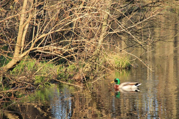 Bunte Männliche Ente Schwimmt See Der Nähe Des Ufers Mit — Stockfoto