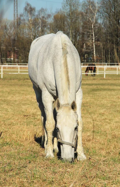 Nice White Horse Pasturing Meadow — Stock Photo, Image