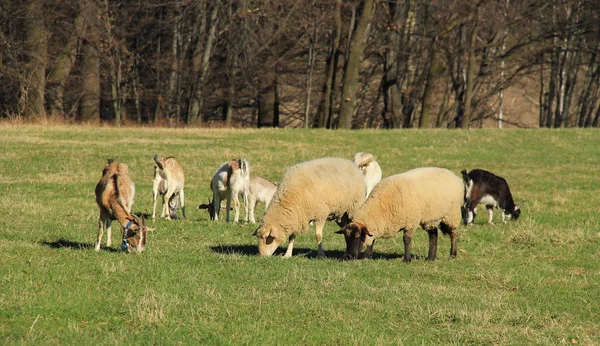 Grupo Ovelhas Cabras Pastando Prado Juntos — Fotografia de Stock
