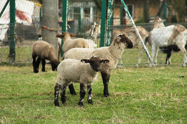 Cute Small Brown White Lambs Meadow More Farm Animals Background — Stock Photo, Image