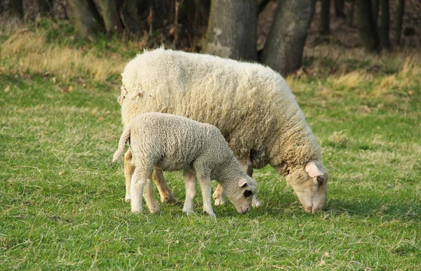 little lamb with its mother sheep on the meadow
