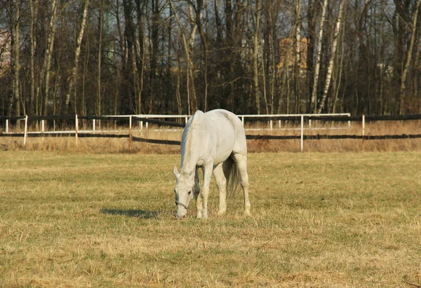 Mooi Wit Paard Fokken Weide — Stockfoto