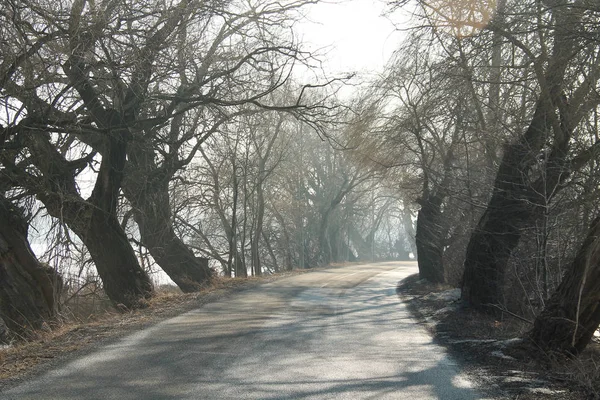 Oude Kale Wilgen Groeien Aan Zijkanten Van Weg Mistige Ochtend — Stockfoto