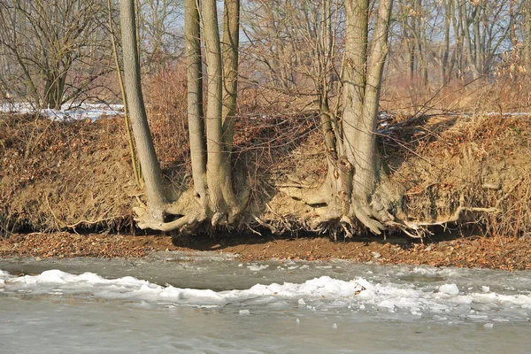 Oder Nehri Poodri Çek Cumhuriyeti Agizda Banka Üzerinde Büyüyen Ağaçlar — Stok fotoğraf