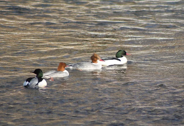 Four Common Mergansers Males Females Swimming River — Stock Photo, Image