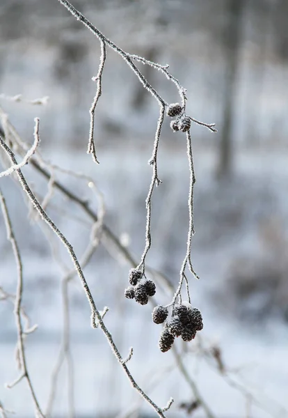Замороженная Веточка Ольхи Конусами Покрытыми Инеем Зимой — стоковое фото