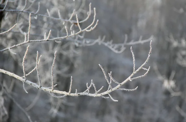 树枝覆盖着寒霜和雪在冬天 — 图库照片