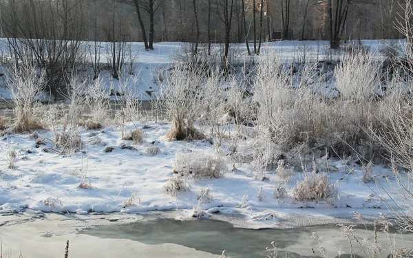 Sträucher Auf Der Insel Fluss Winter Mit Schnee Und Raureif — Stockfoto