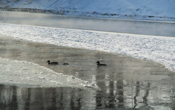 Plusieurs Canards Nageant Dans Rivière Partiellement Gelée Vapeur Dessus Son — Photo