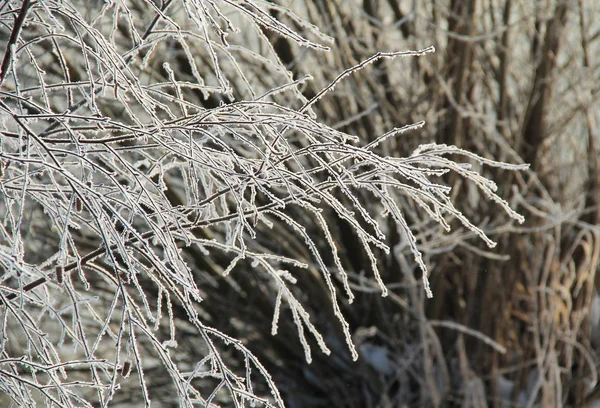 冬天被白霜和雪覆盖的脆弱的树枝 — 图库照片