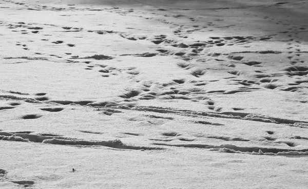 Επιφάνεια Του Χιονιού Γραμμές Από Ζωικά Και Ανθρώπινα Ίχνη Μαύρο — Φωτογραφία Αρχείου