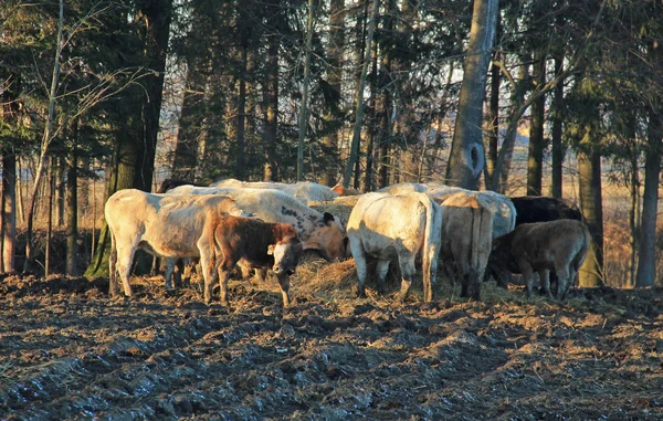 Grupo Vacas Terneros Que Viven Aire Libre Comiendo Hey — Foto de Stock