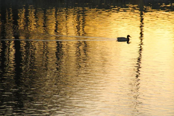 Kaczka Pływanie Piękne Żółte Wody Ciemnym Refleksje Drzew Godzinach Wieczornych — Zdjęcie stockowe