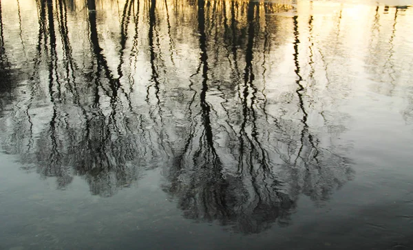 Árboles Desnudos Que Reflexionan Sobre Las Aguas Amarillas Grises Por —  Fotos de Stock