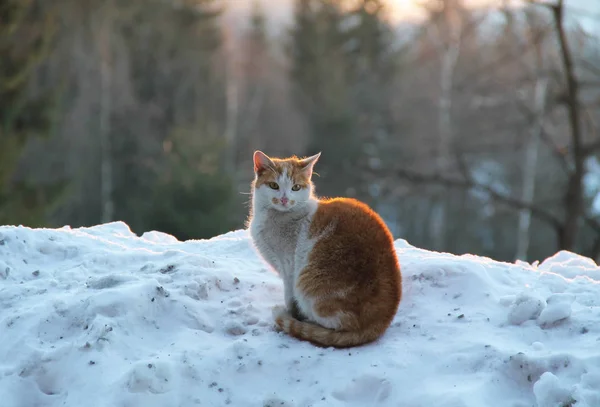 Hnědá Bílá Kočka Sedí Sněhu Výsluní Podvečerním Šeru — Stock fotografie