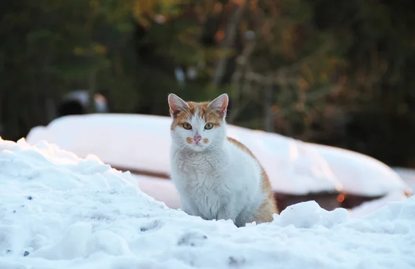 Hnědá Bílá Kočka Sedí Sněhu — Stock fotografie