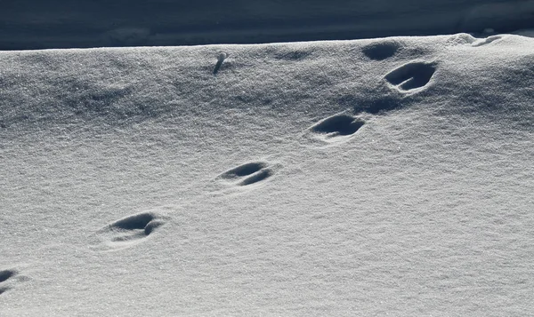 Γραμμή Των Ζώων Χνάρια Στο Χιόνι Χειμώνα — Φωτογραφία Αρχείου