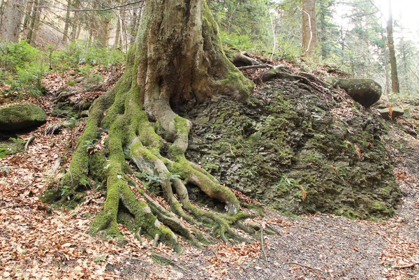 Viejo Árbol Con Raíces Reveladas Cubiertas Musgo Creciendo Roca Beskydy —  Fotos de Stock