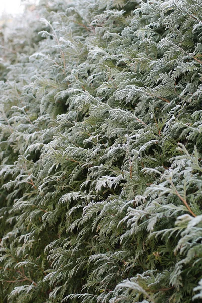 hedge made of cedar trees covered with hoarfrost in winter or autumn