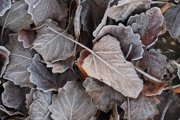 Braune Blätter Mit Raureif Bedeckt Herbst Oder Winter — Stockfoto