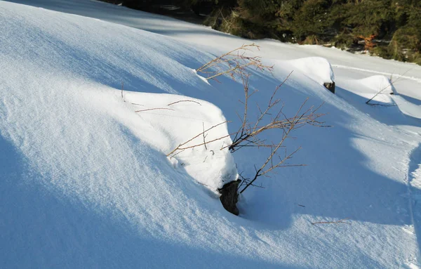 Mehrere Baumstümpfe Mit Viel Schnee Bedeckt — Stockfoto