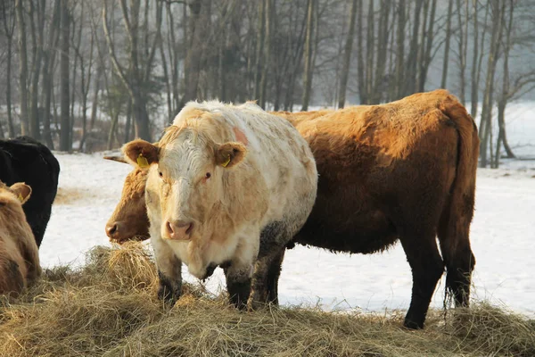 beige and brown cows eating hey in winter