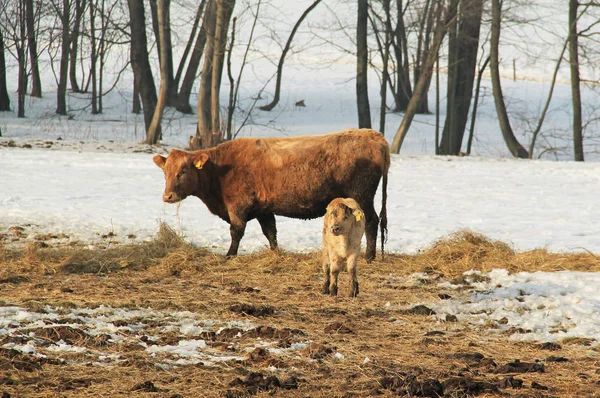 little calf and cow on the hey in winter